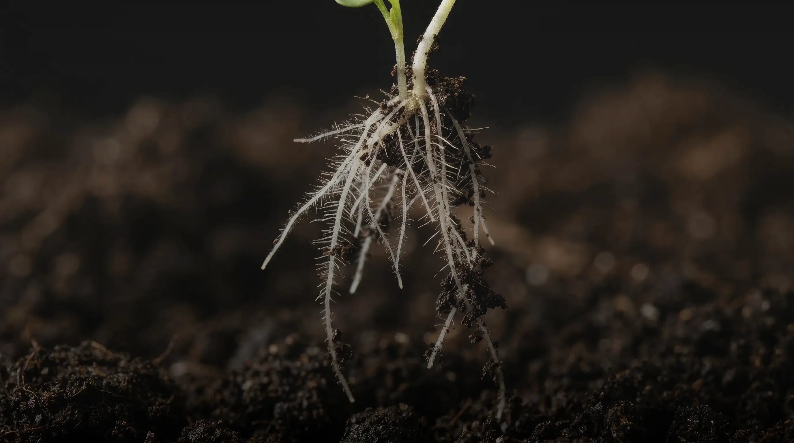 Small plant seedling lifted from dark soil revealing a dense healthy white root system against dark background